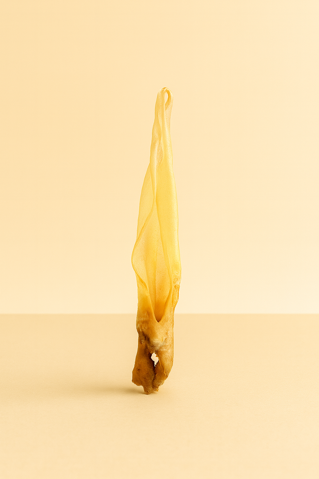Oreille d’agneaux